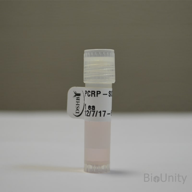 Антитела PCRP-SOX2-1B3, supernatant 1 мл